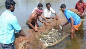 Crores of fish washed away in Bihar